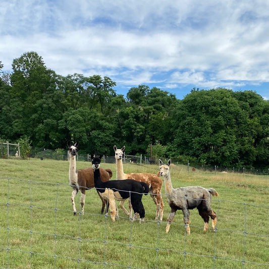 Top 5 most frequently asked questions about alpacas